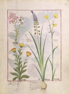 Illustration from the Book of Simple Medicines by Mattheaus Platearius